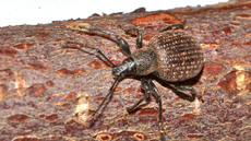 Kompakter Dickmaulrüssler (13).jpg